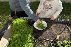 Gesunde Jause mit Kresse vom Hochbeet