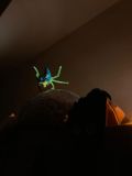 IMG-20260529-WA0007